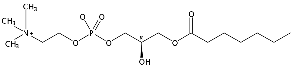 1-heptanoyl-2-hydroxy-sn-glycero-3-phosphocholine