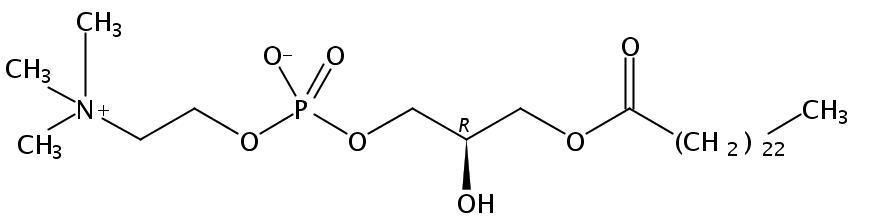 1-lignoceroyl-2-hydroxy-sn-glycero-3-phosphocholine