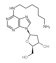 N6-(6-氨基己基)-2’-脱氧腺苷酸