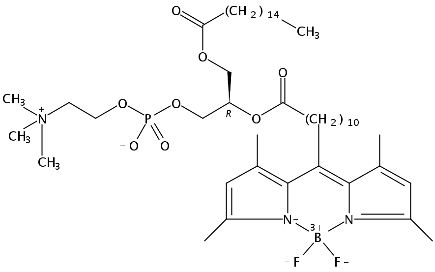 1-palmitoyl-2-(dipyrrometheneboron difluoride)undecanoyl-sn-glycero-3-phosphocholine