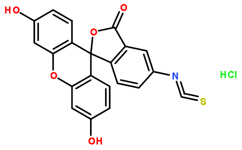 荧光素异硫氰酸酯