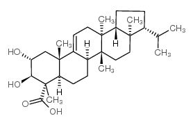 网脊衣酸 A