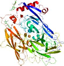 胆红素氧化酶