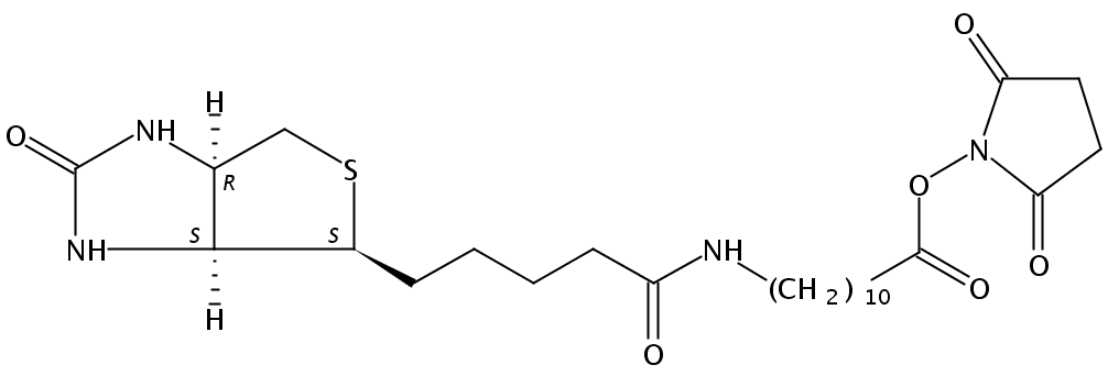 (+)-Biotin-SLC-NHS Ester