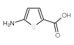 5-aminothiophene-2-carboxylic acid