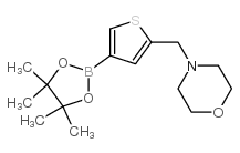 4-{[4-(4,4,5,5-四甲基-1,3,2-二噁硼烷-2-基)噻吩-2-基]甲基}吗啉