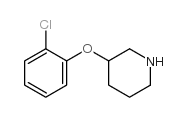 3-(2-氯苯氧基)哌啶