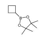 2-环丁基-4,4,5,5-四甲基-1,3,2-二噁硼烷