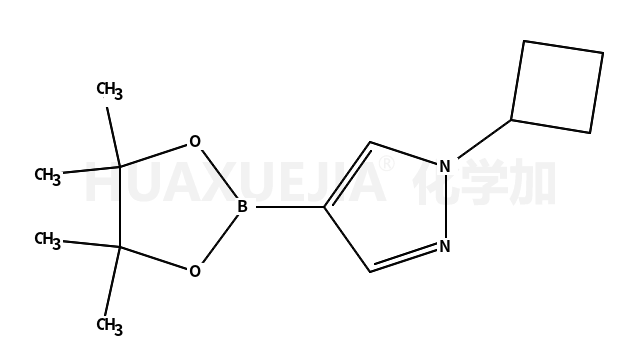 N-环丙基-吡唑-4-频哪醇二硼酸酯