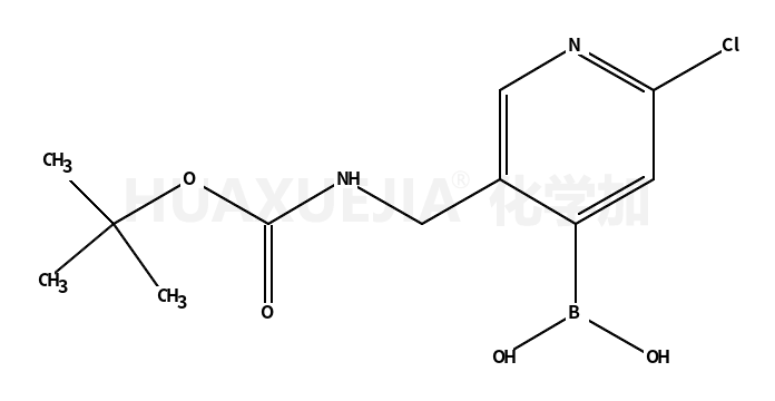 5-(叔丁氧基羰基氨基)-2-氯吡啶-4-基硼酸