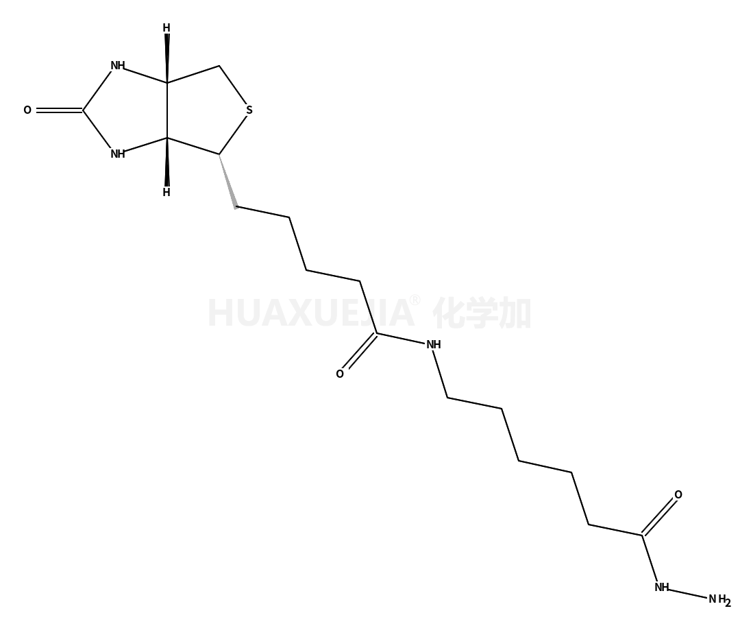 生物素酰胺基己酸肼