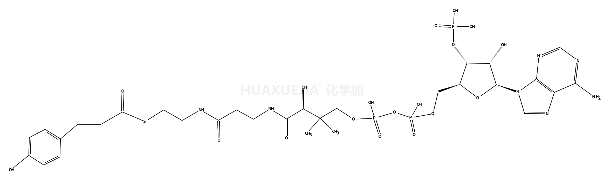 对香豆酰辅酶A