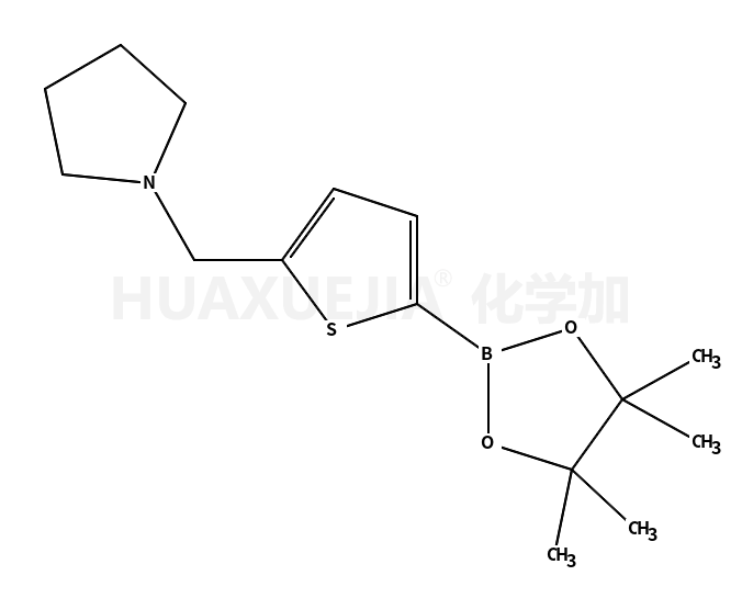 5-(1-吡咯烷甲基)噻吩-2-硼酸频那醇酯