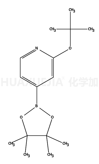 2-叔丁氧基吡啶-4-硼酸频那醇酯
