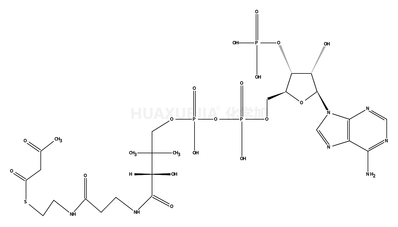 辅酶A杂质2（S-乙酰乙酸辅酶A）（乙酰乙酰辅酶A）