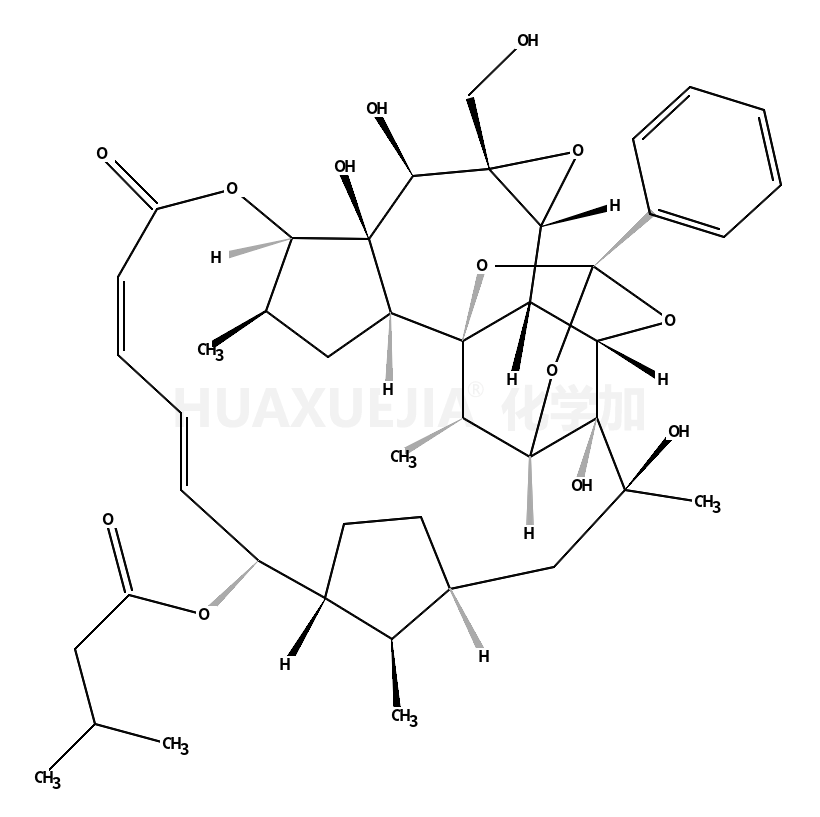 Trigothysoid N