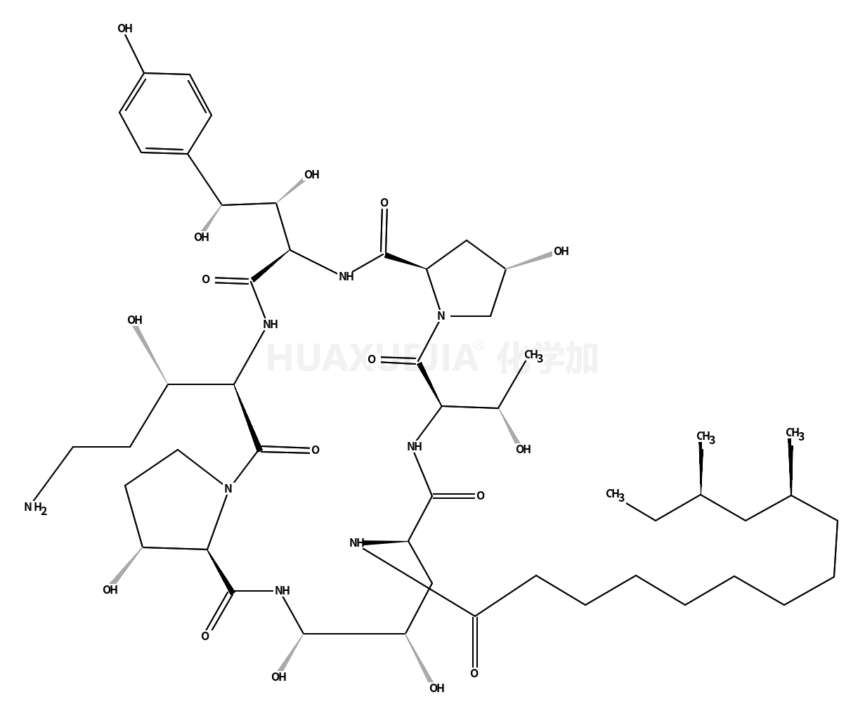 棘球白素 B0