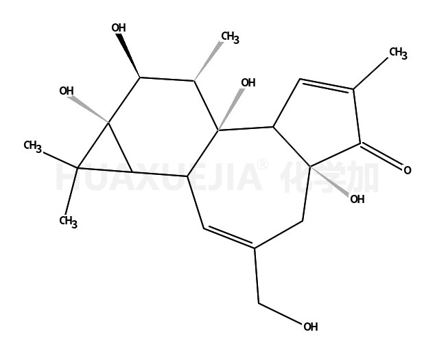 PHORBOL