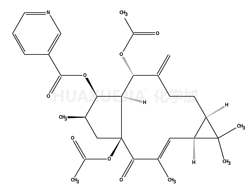 大戟因子L8