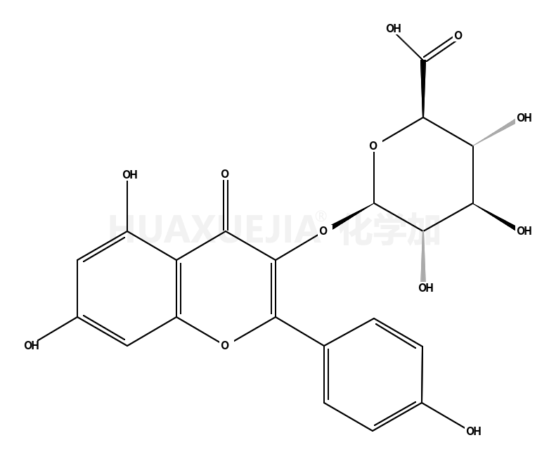 山奈酚葡萄糖醛酸苷