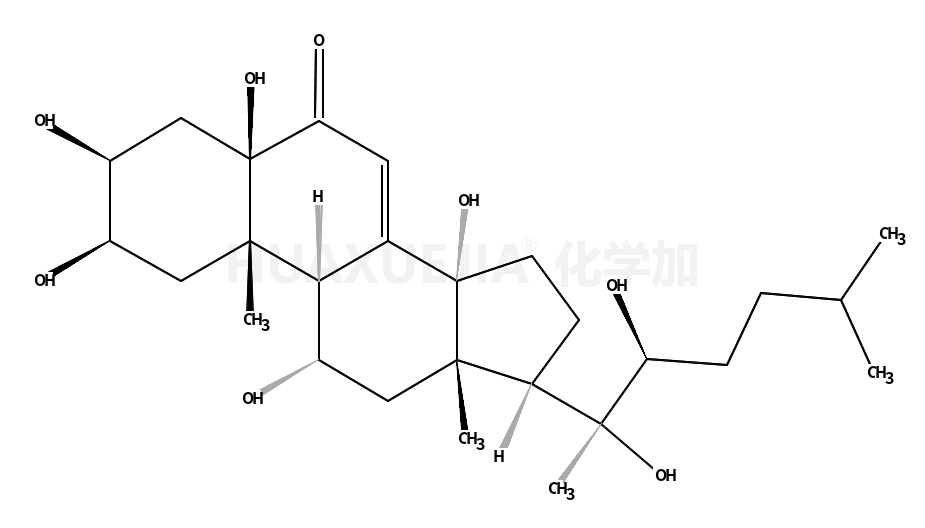 莫罗卡尼