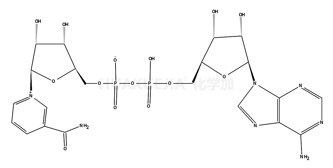 β-煙酰胺腺嘌呤二核苷酸	氧化型 [用于生化研究]