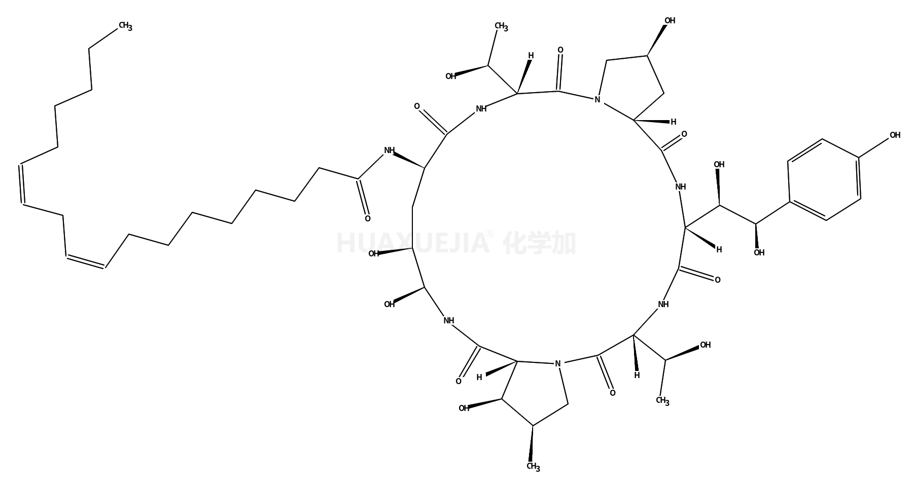 棘白菌素B