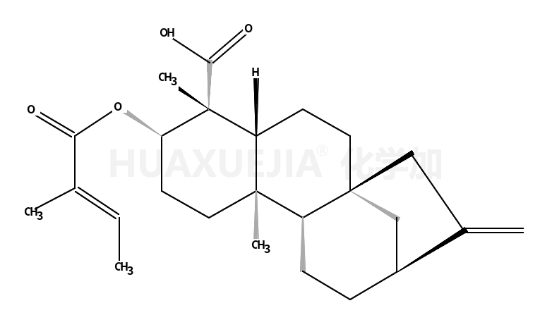 3ALPHA-当归酰基氧基-等效-贝壳杉-16-烯酸