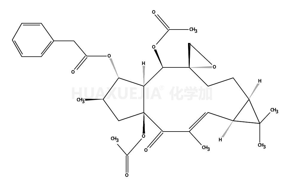 大戟因子 L1