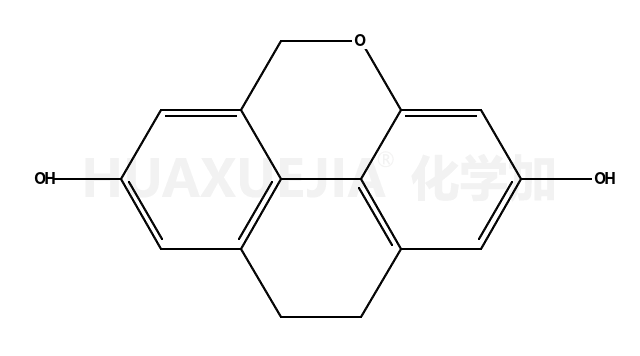 黄贝母兰定